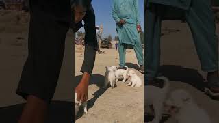 zero size puppy #shorts #youtubeshorts #zerosize #puppies