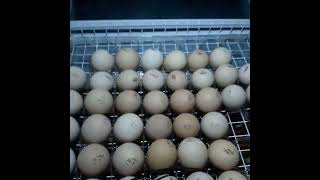 Инкубация яйца бройлера, проверяем оплод.