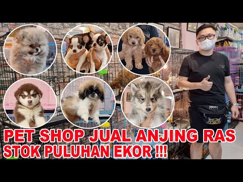 Video: Bilakah penternak menjual anak anjing?