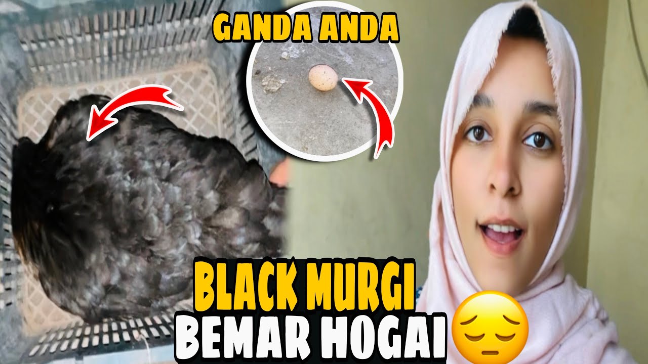 😔Черный Мурги Бемар Хогай😓😭| ГуламЗахра #ghulamzahraa