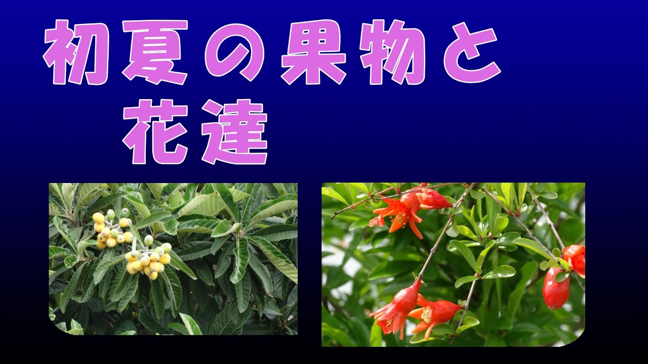 初夏の果物と花達 Youtube 初夏の果物と花達 Youtube
