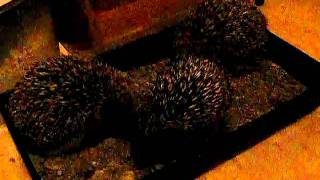 Hedgehogs huffing at each other