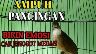 Masteran Cucak Jenggot Sumatra emosi full tembakan