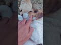 Cute puppy 🐶 #puppy #animallover #petlife #doglover