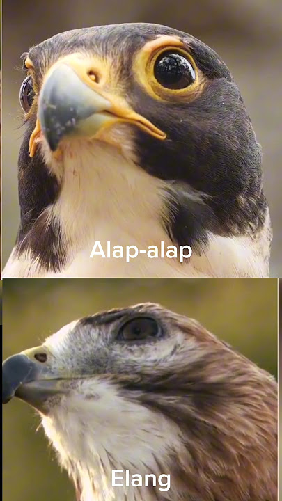 Alap-alap vs Elang menang mana #hewan