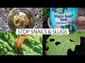How to control snails & slugs in your garden - 5 EZ organic methods