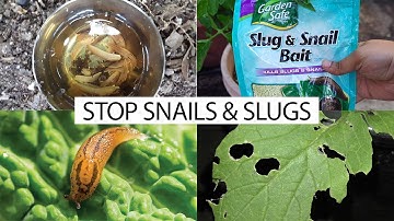 How to control snails & slugs in your garden - 5 EZ organic methods