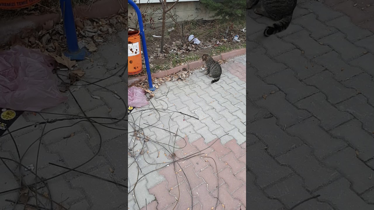 Kedi fare oyunu 2 YouTube