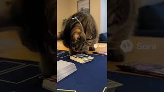 Kitty opens Pokémon cards and finds a rare Shiney EV #pokemon #pokemoncards #viral #kitty #rare