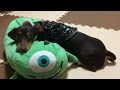 ミニチュアダックスフンド 犬 なんかサイズおかしくない？Not amusing size something miniature Dachshund dog?『ミニチュアダックス3姉妹物語』