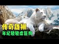 白獅崛起：逃過三只雄獅追殺，為母親打敗13只鬣狗！(White Lion)