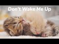 Nobody Can Wake Up These Deep Sleeping Kittens - Baby Kittens Growing Up Day 2 | Lucky Pawison
