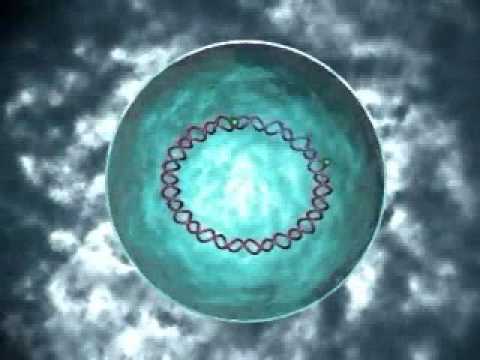 HIV life cycle and steps at which ART works demo by Dr Joya Chakravarti