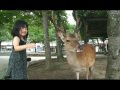 Japanese Deer