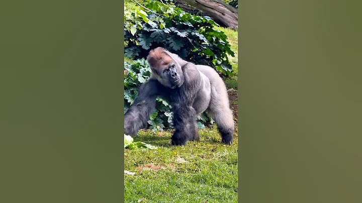 Silverback gorilla remarkable strength #gorillas #silverback