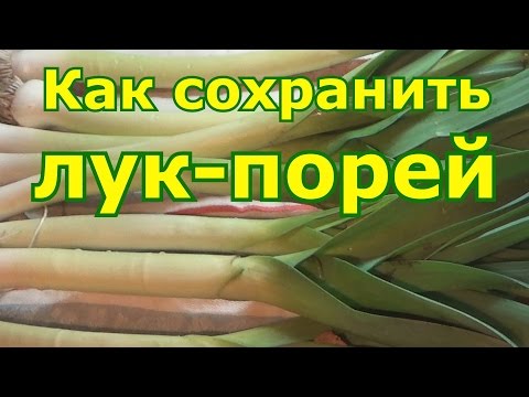 Как сохранить лук порей зимой в домашних условиях