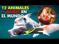 Animales más raros del mundo animal