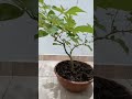 bonsai de IPÊ