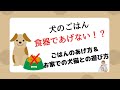 食器であげない！？犬のごはんのあげ方とお家での犬猫との遊び方