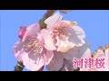 150本の河津桜 なぜ??...1本だけもう満開