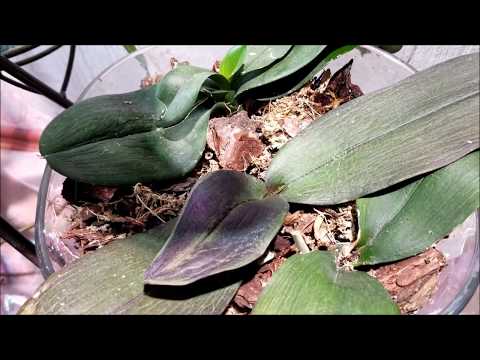 ორქიდეომანია # დახურული სისტემა, ორქიდეების რეანიმაცია