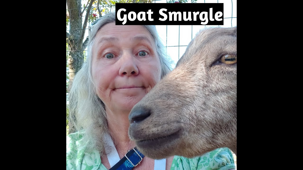 A Visit to Haute Goat Farm Port Hope, Ontario YouTube