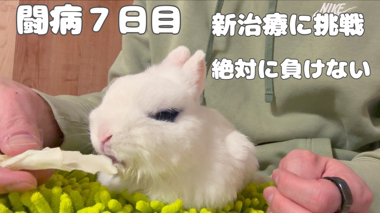 [闘病7日目]この小さな体が、まだ生きようとしている