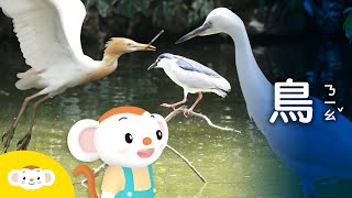 【樂樂帶你探險去】幫大樹先生找醫生認識鳥朋友與公園裡的動物撿到小鳥怎麼辦小白鷺、黃頭鷺、夜鷺、鴿子小行星樂樂TV