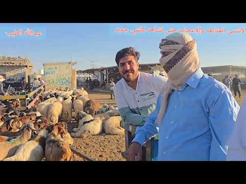 سوق مواشي اربيل علوة الاغنام والطليان والماعز 2025 9 13 مواشي غنم نعاج مواشي طليان طلي غنم