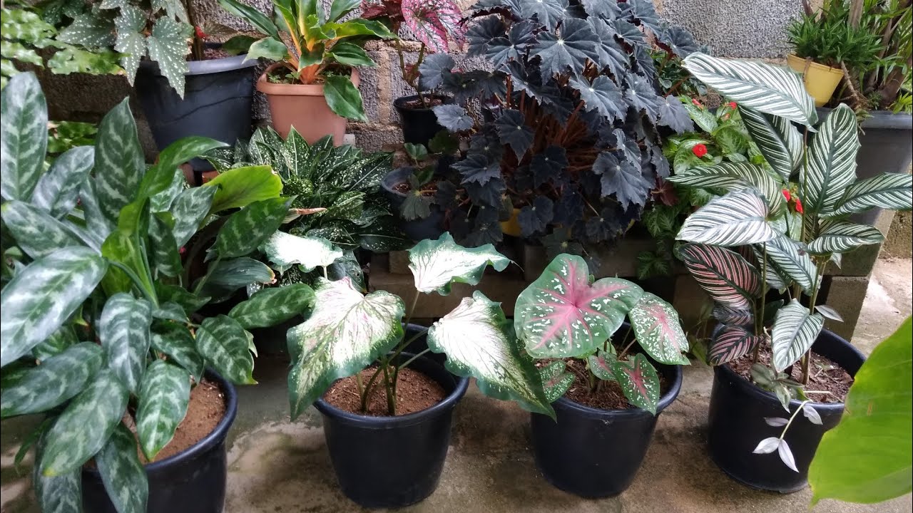 Plantas em vasos, ótima opção pra quem tem pouco espaço em casa mais quer cultivar plantas