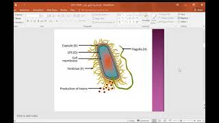 المحاضرة الرابع عشر بكتريا