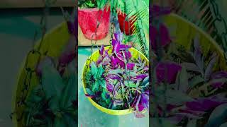 Wandering zew #garden #nonfollowerseveryone #wateringtips #viral #rooftop #trendings #gardenerscornr