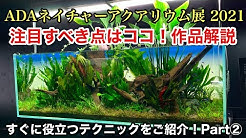 公式 Aquashop Wasabi 水草チャンネル Youtube