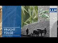 Fruchtfolge teil 1  von der brachfeldwirtschaft zur fruchtfolge