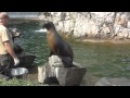 Kölner Zoo: Seelöwen