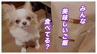 【ドッグフード】ワンコの健康にオススメなご飯♪　（Healthy dog ​​food）（건강한 개 식품）