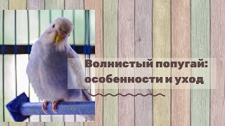 Волнистые попугаи: особенности, характер, уход
