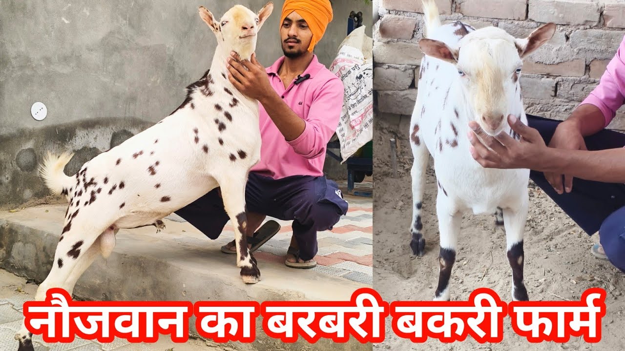 Barbari goat farm in Rajasthan || barbari bakri ke bacche for sale 