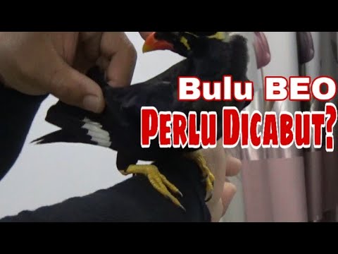 Video: Mengapa Burung Beo Mencabut Bulu?