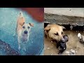 Dogs saves puppies 😍 Dogs protecting puppies