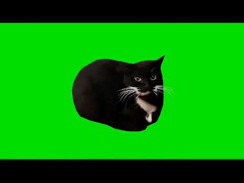 Maxwell the Cat green screen spin+dance