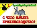 С ЧЕГО НАЧАТЬ КРОЛИКОВОДСТВО / Кролиководство для чайников 1