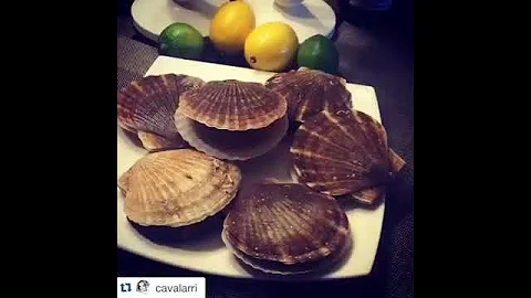 Живой морской гребешок