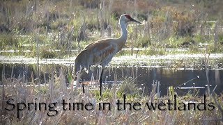 Sandhill Cranes Muskrats Ontario Wetlands and a fireside Rustic bench project