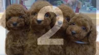 Top 10 Animal Cafes in Tokyo