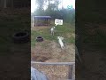 Goat Gets Head Stuck ViralHog