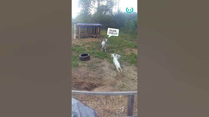 Goat Gets Head Stuck || ViralHog