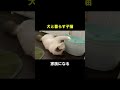 猫が犬と暮らすとこうなります