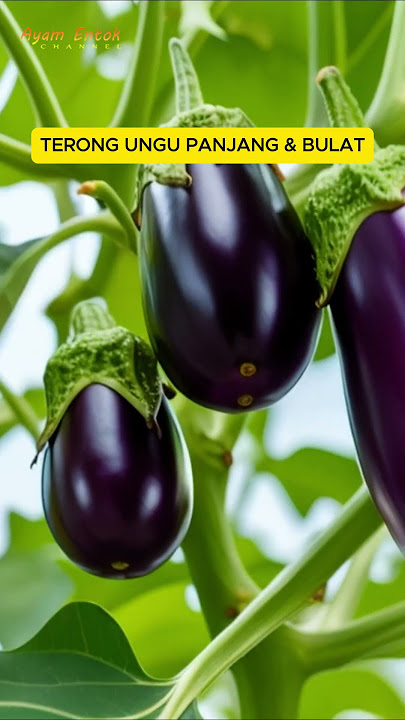 Long Purple Eggplant and Round Purple Eggplant Benefits