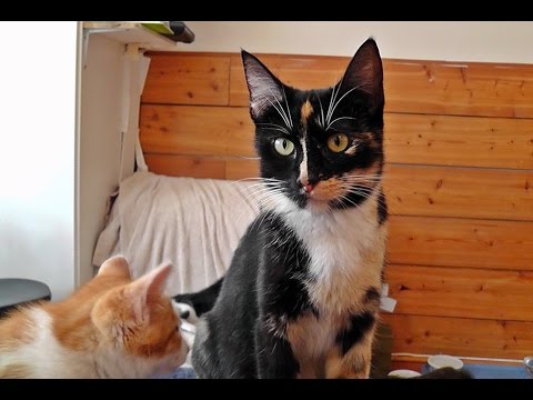 cute cats for sale Dearest Nornie - Our Foster Cat Mum Goes Home
